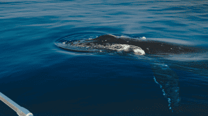  �������� ���� 