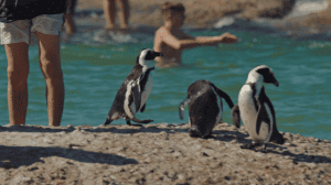 ����� ���������