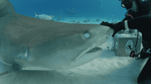 ������� ������ �����