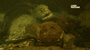  ������������ ������