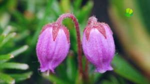 ����� �����