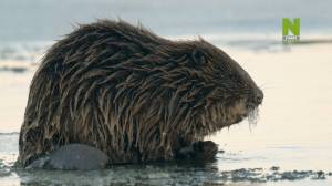 Viasat Nature: ����� ������ ������