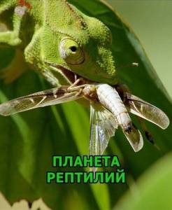 ������� ��������