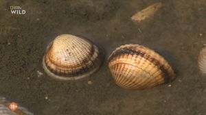 Nat Geo Wild: ��������� ������� ������