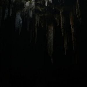 Nino Arbol - Cuyo