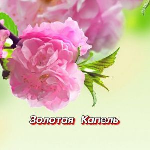 ���������� - ������� ������