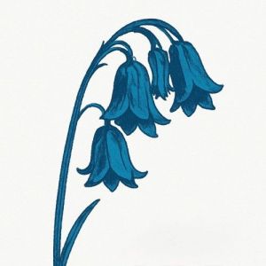 The Bluebells - This Is� The Bluebells