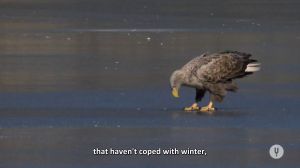 ����� ���
