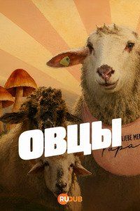 Овцы Овцы