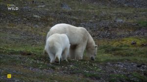Nat Geo Wild: �������� � ����