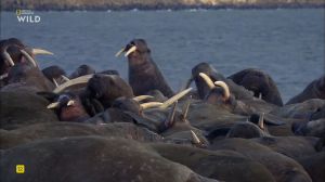 Nat Geo Wild: �������� � ����