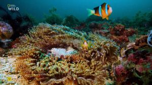 Nat Geo Wild: ���� ������