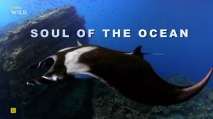 Nat Geo Wild: ���� ������