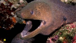 Nat Geo Wild: ���� ������
