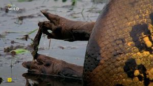 Nat Geo Wild: ����-�������
