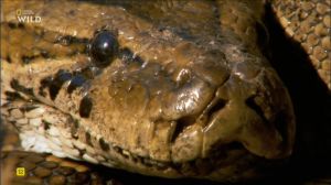 Nat Geo Wild: ����-�������