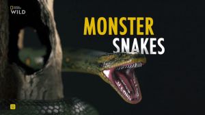 Nat Geo Wild: ����-�������