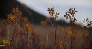 � �������� ������: ������������ �����������