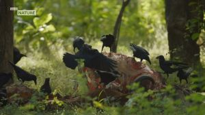 Viasat Nature: ��������� �����