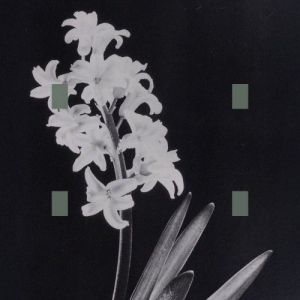 Trianglecuts - When Death Leaves