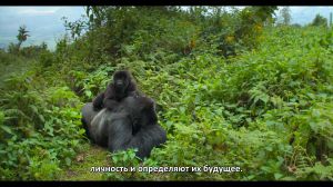 ������� �������: ������� ������ ���������