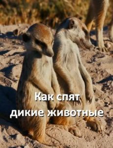 Viasat Nature: ��� ���� ����� ����� ��������