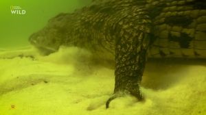 Nat Geo Wild: ���������� ���� ������