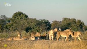 Nat Geo Wild: ���������� ���� ������