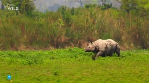 Nat Geo Wild: ������� ������
