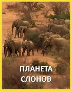 Nat Geo Wild: ������� ������