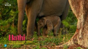 Nat Geo Wild: ������� ������