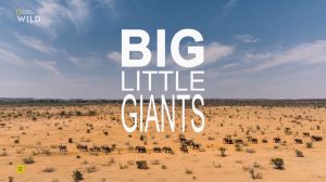 Nat Geo Wild: ������� ��������� �������
