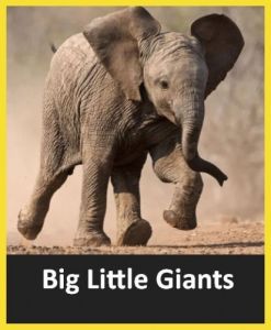 Nat Geo Wild: ������� ��������� �������