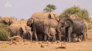Nat Geo Wild: ������� ��������� �������