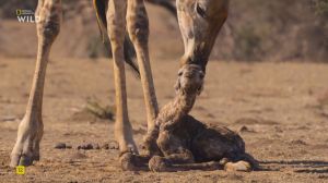 Nat Geo Wild: ������� ��������� �������
