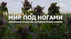 ��� ��� ������: ��������� ��������, ������� ������ �����
