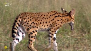 Nat Geo Wild: ������ � ����