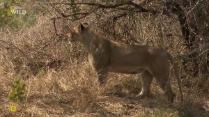 Nat Geo Wild: ������ � ����