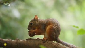Nat Geo Wild: ����� ������