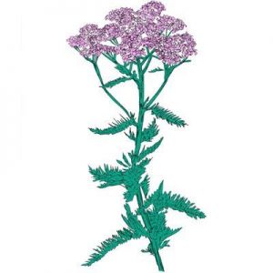 Patricia Wolf - Music To Watch Seeds Grow By 009: Patricia Wolf [Yarrow]