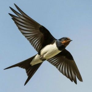 Novaya muzyka - ��������