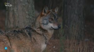 Nat Geo Wild: ����� ������ ����������