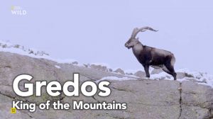 Nat Geo Wild: ������ - ������ ���