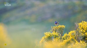 Nat Geo Wild: ������ - ������ ���