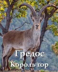 Nat Geo Wild: ������ - ������ ���