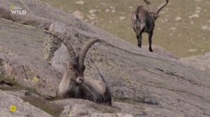 Nat Geo Wild: ������ - ������ ���