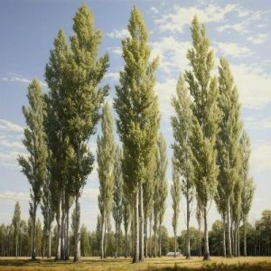 Novaya muzyka - ������