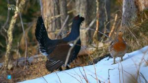 Nat Geo Wild: ����� ������� ������
