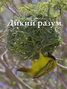 ����� �����