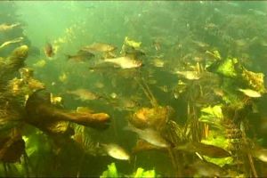 � ���������� ������������ ����
